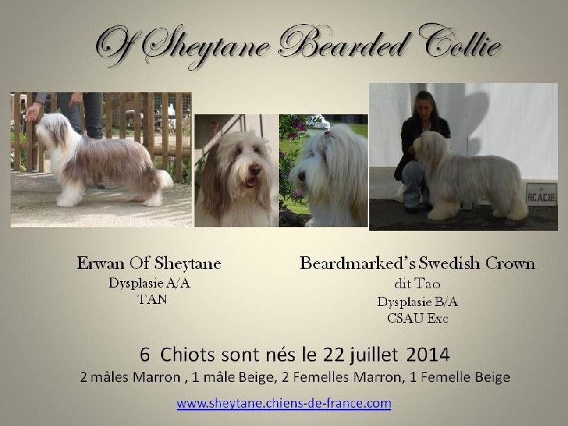 chiot Bearded Collie of Sheytane