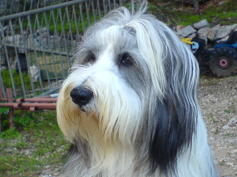 Anakine of Sheytane