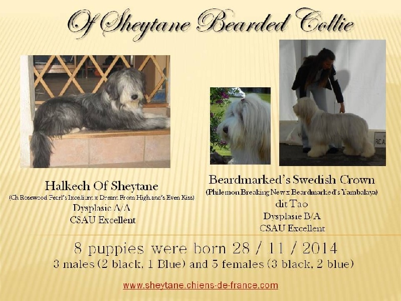 Chiot Bearded Collie of Sheytane